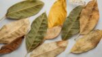 BAY LEAVES - Image 6